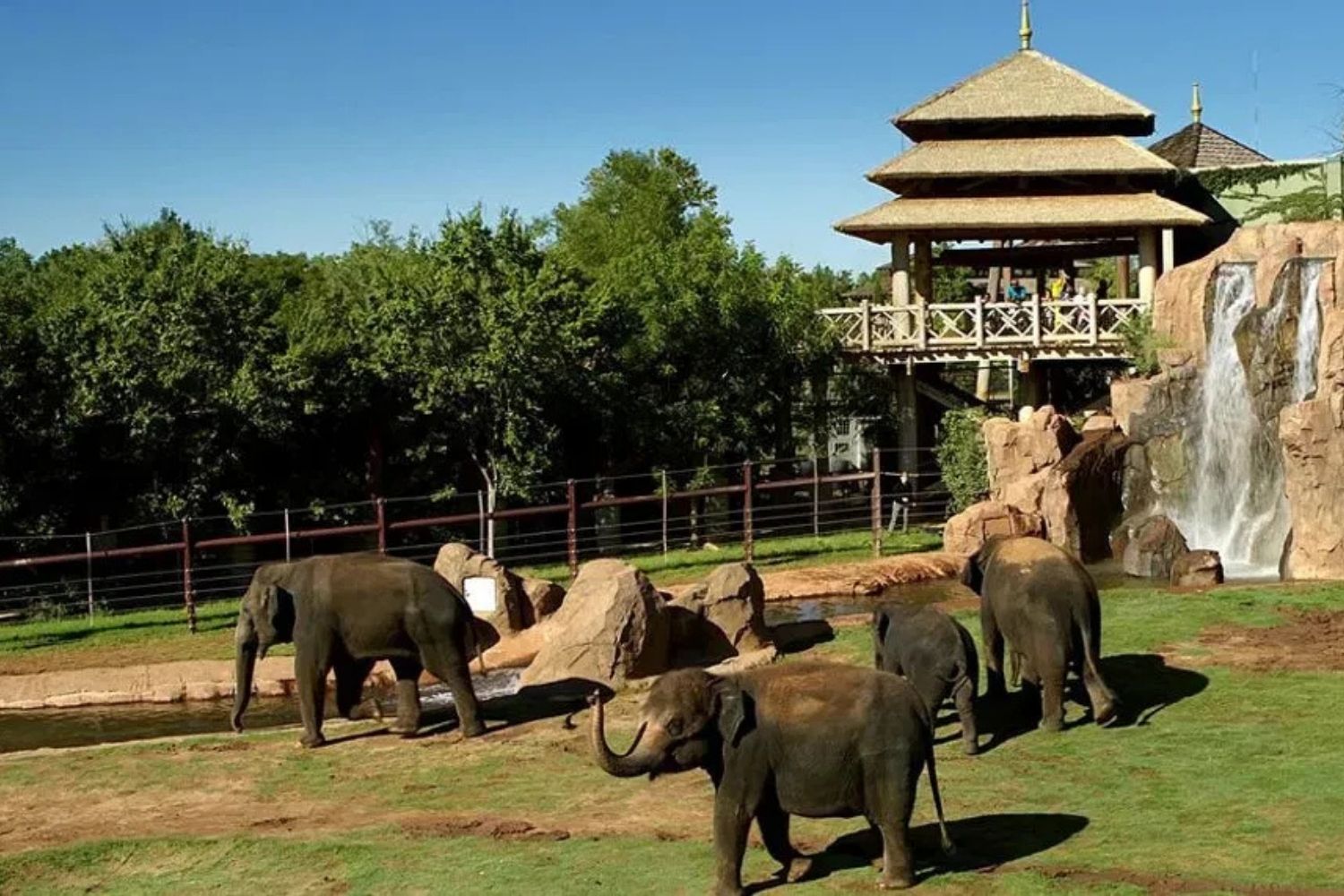wild-adventures-await-at-oklahoma-city-zoo