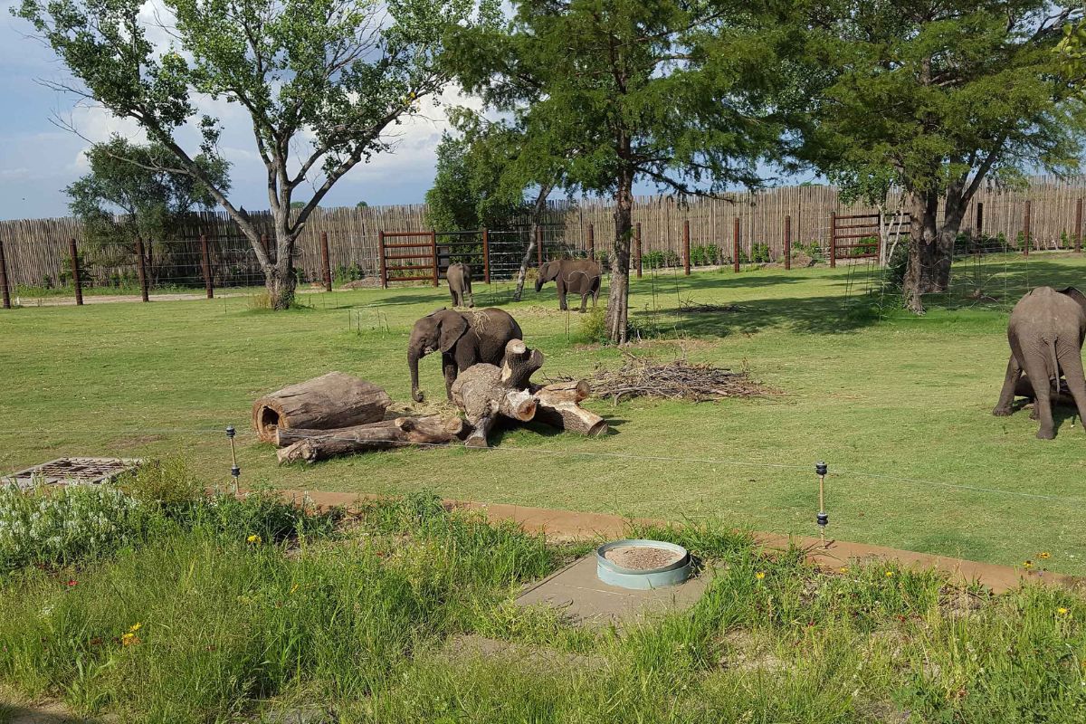 Wild-Adventures-Await-At-Wichita8217s-Sedgwick-County-Zoo wild-adventures-await-at-wichitas-sedgwick-county-zoo