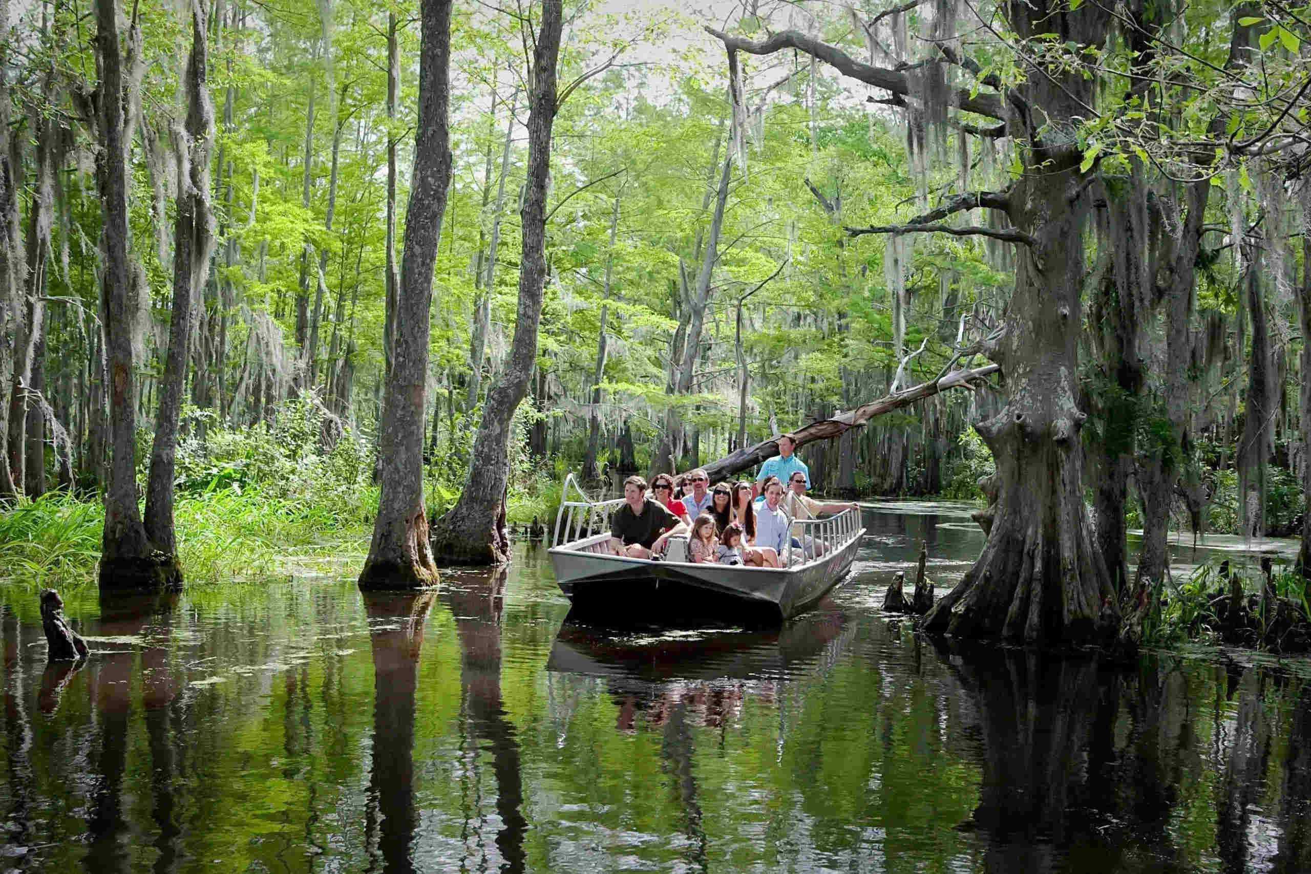 Wild-Adventures-Await-On-Honey-Island-Swamp-Tours wild-adventures-await-on-honey-island-swamp-tours
