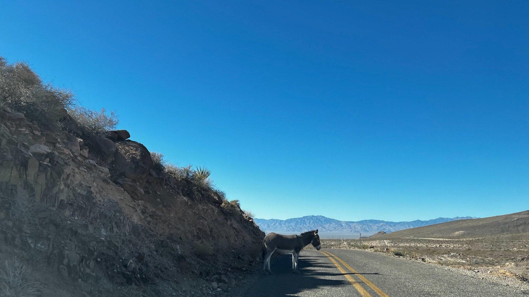 wild-burro-adventures-on-route-71s-oatman-highway-touristsecrets