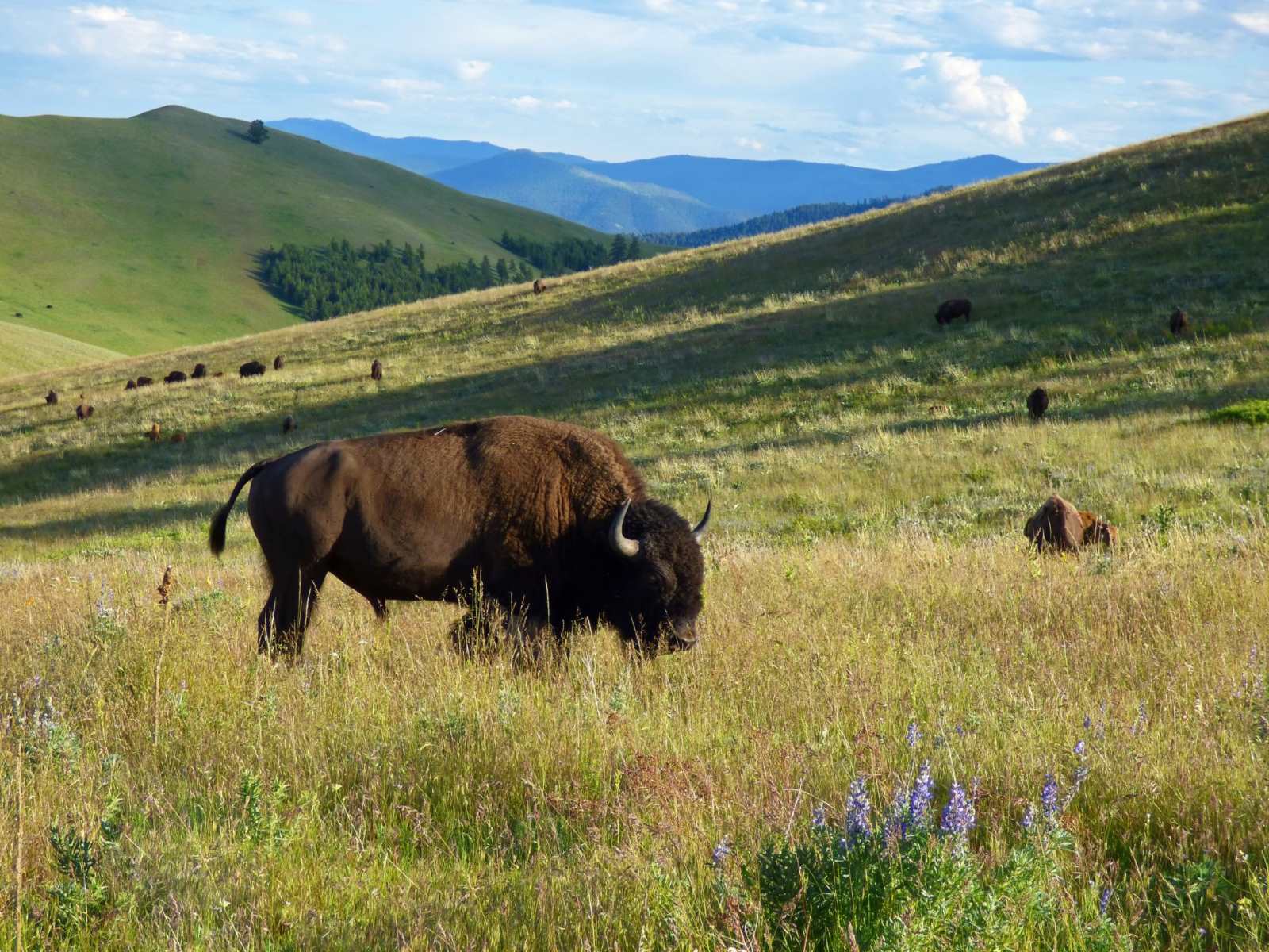 wild-encounters-at-national-bison-range-visitor-center