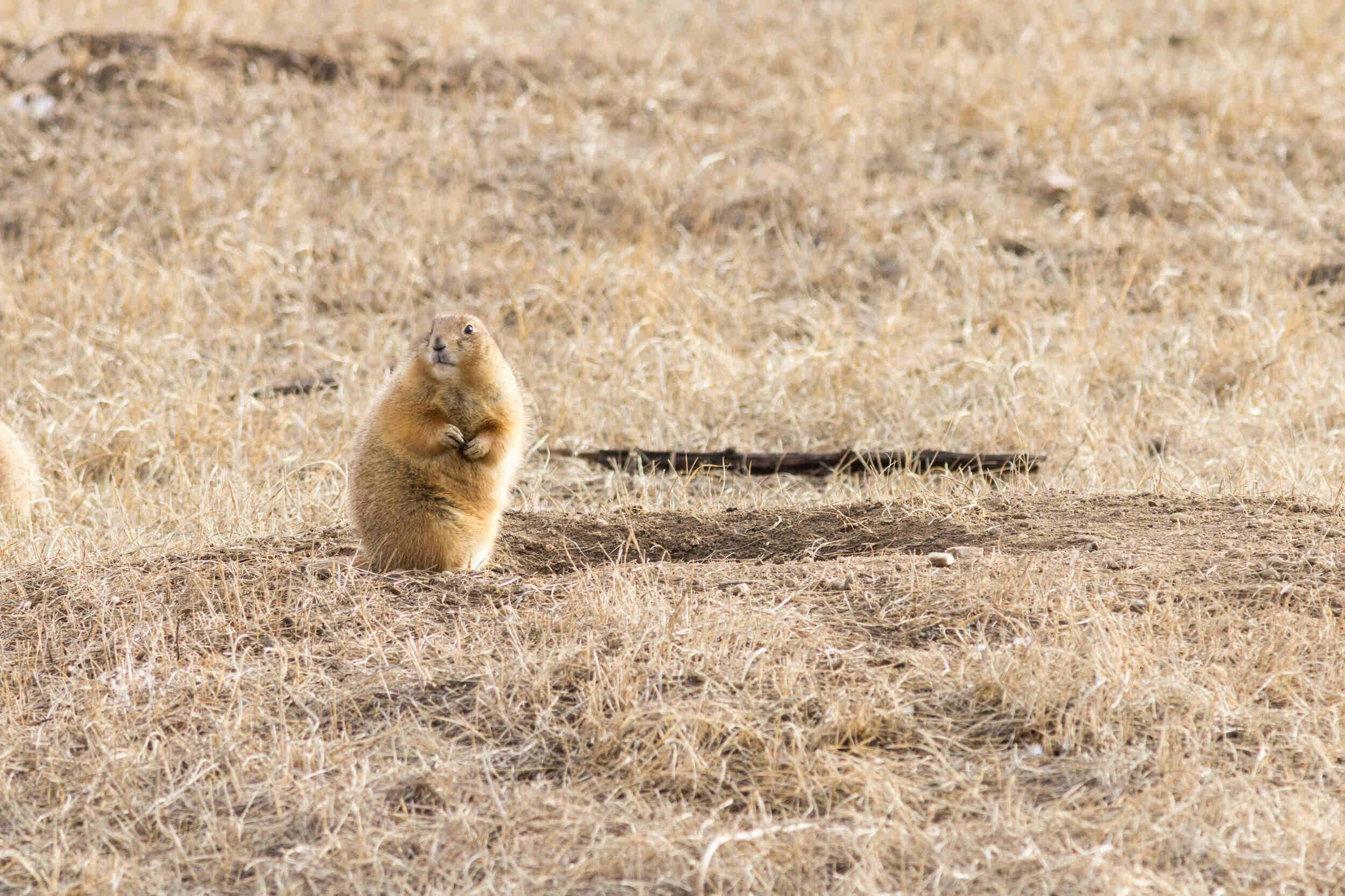 wild-encounters-at-national-bison-ranges-prairie-dog-town