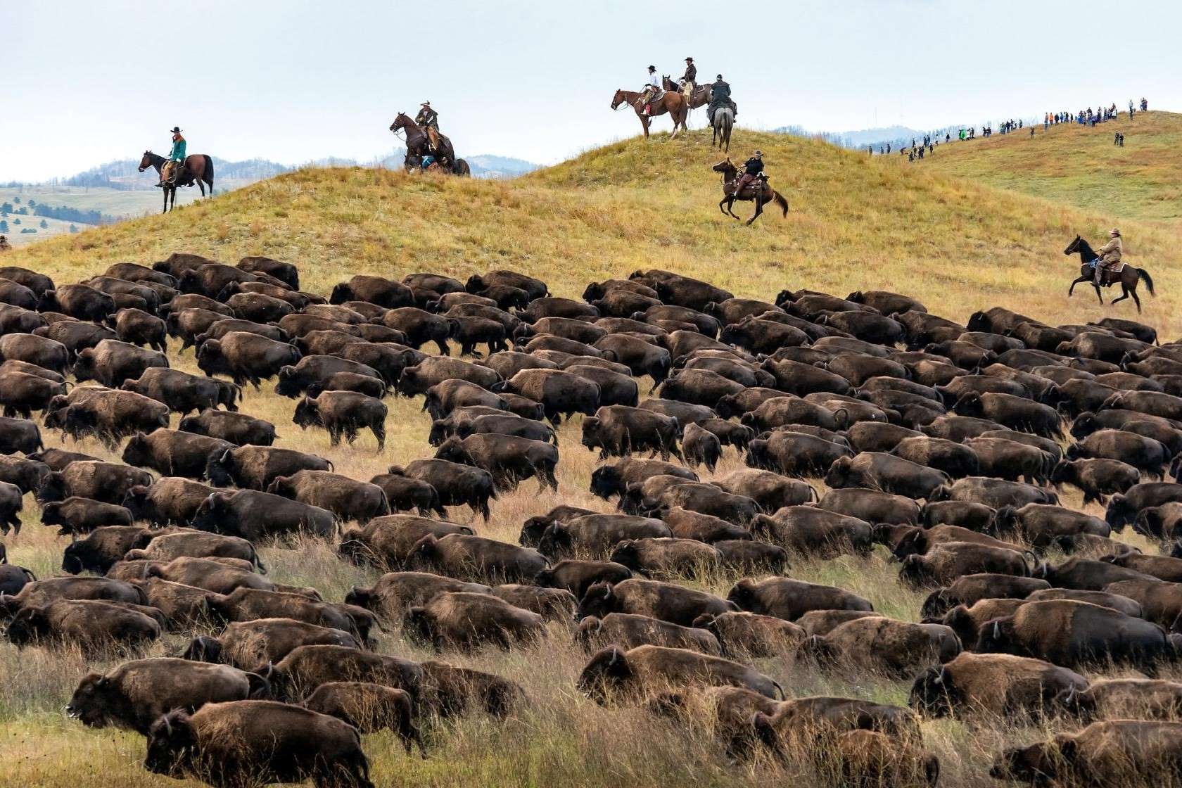 wild-encounters-with-custer-state-parks-majestic-buffalo