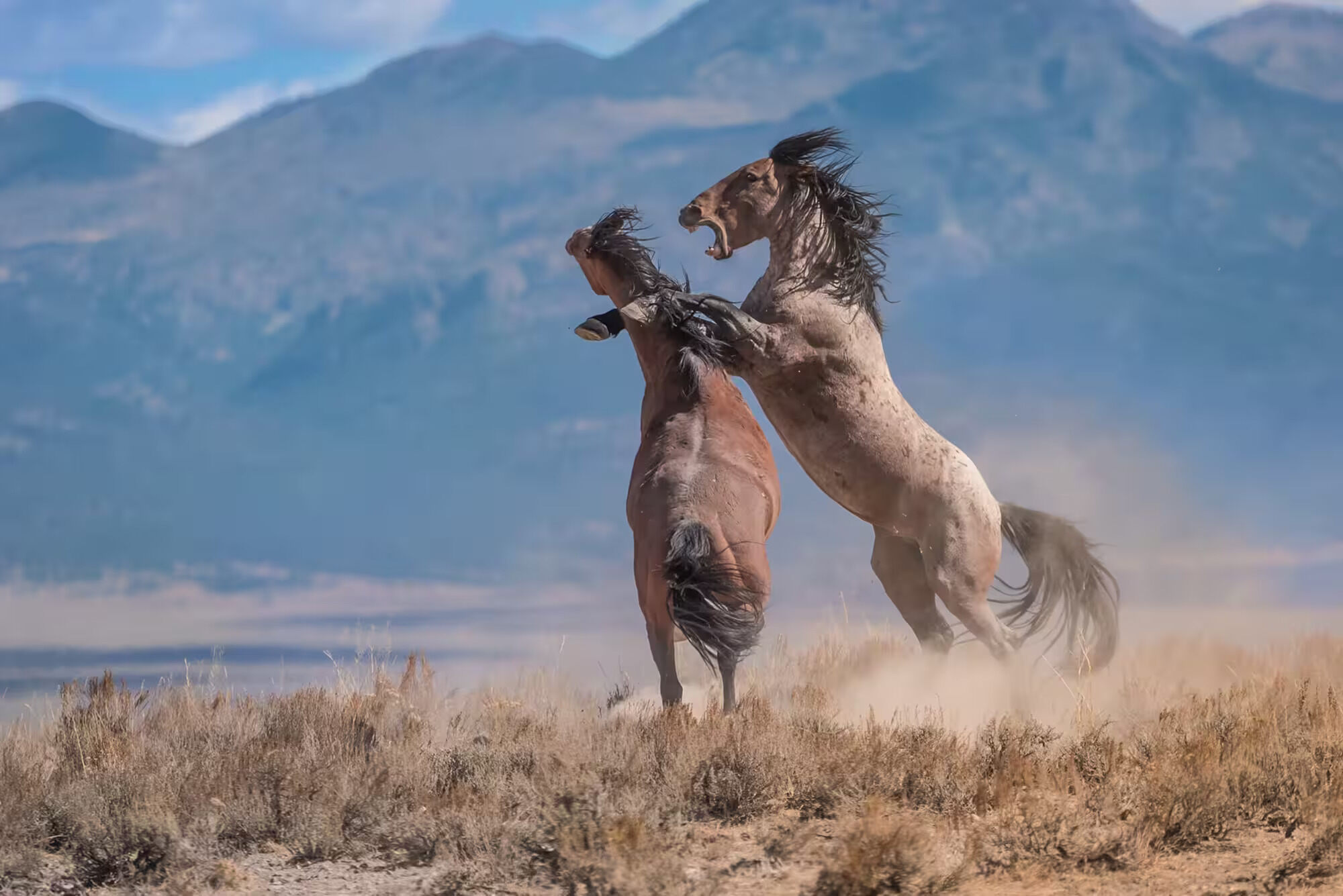 Wild-Horses-And-Bison-Roam-In-Surprising-Florida-Location wild-horses-and-bison-roam-in-surprising-florida-location
