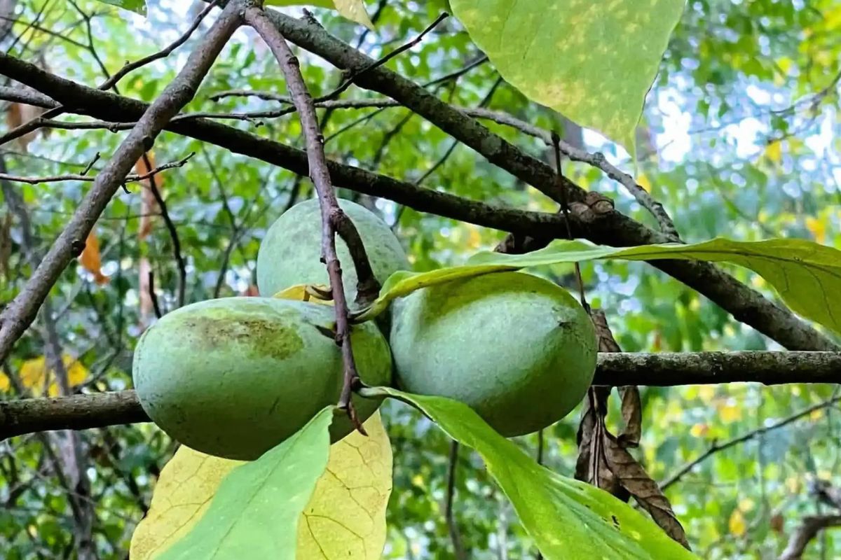 Wild-Pawpaw-Groves-Hidden-In-Ohio8217s-Shawnee-Forest wild-pawpaw-groves-hidden-in-ohios-shawnee-forest