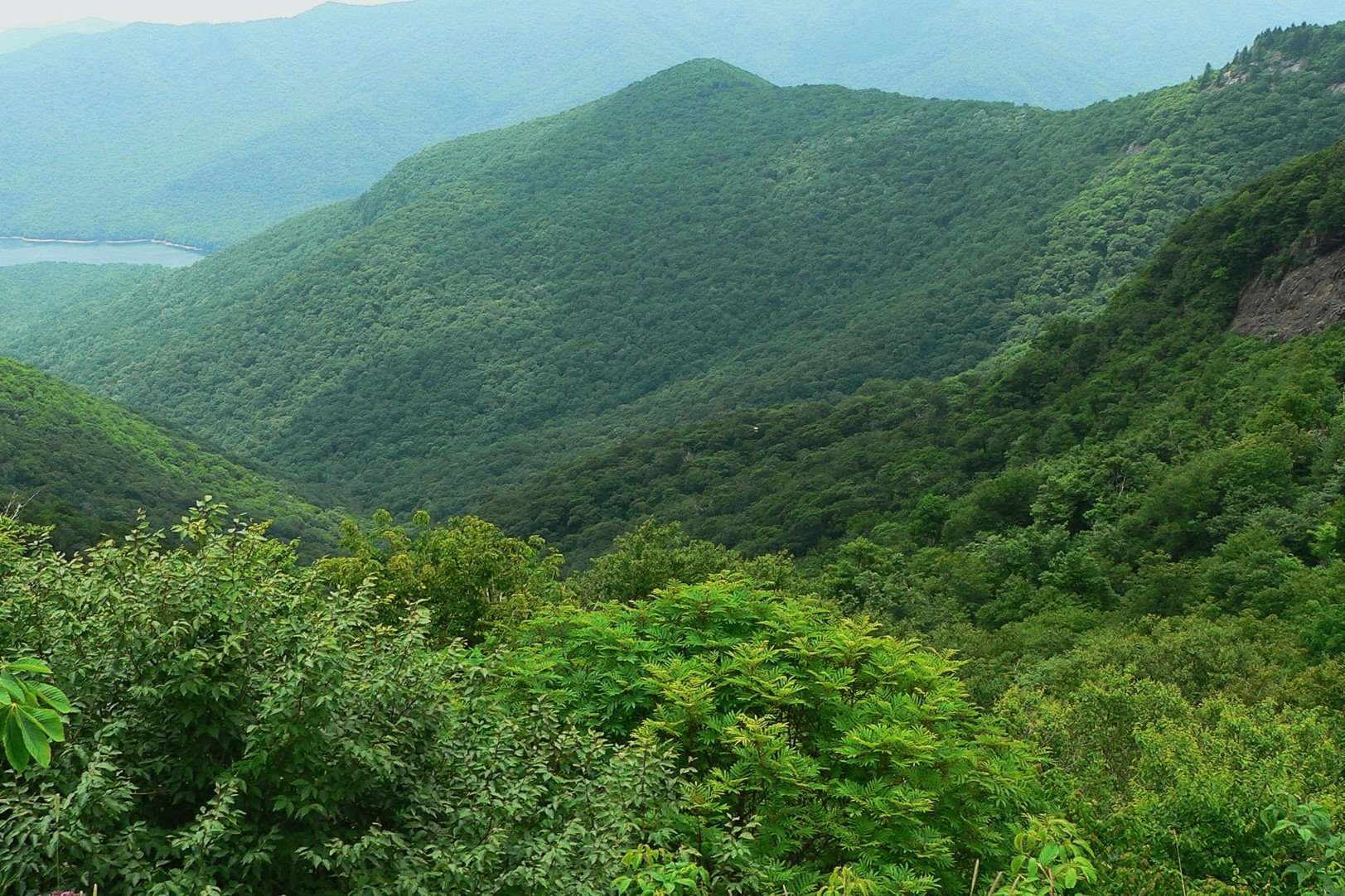 Wild-Ramp-Patches-Of-Appalachia8217s-Hidden-Forests wild-ramp-patches-of-appalachias-hidden-forests