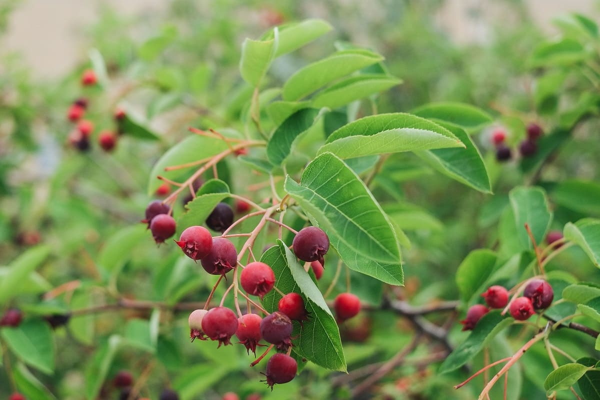 Wild-Serviceberry-Groves-Of-Vermont-A-Hidden-Flavor-Forest wild-serviceberry-groves-of-vermont-a-hidden-flavor-forest
