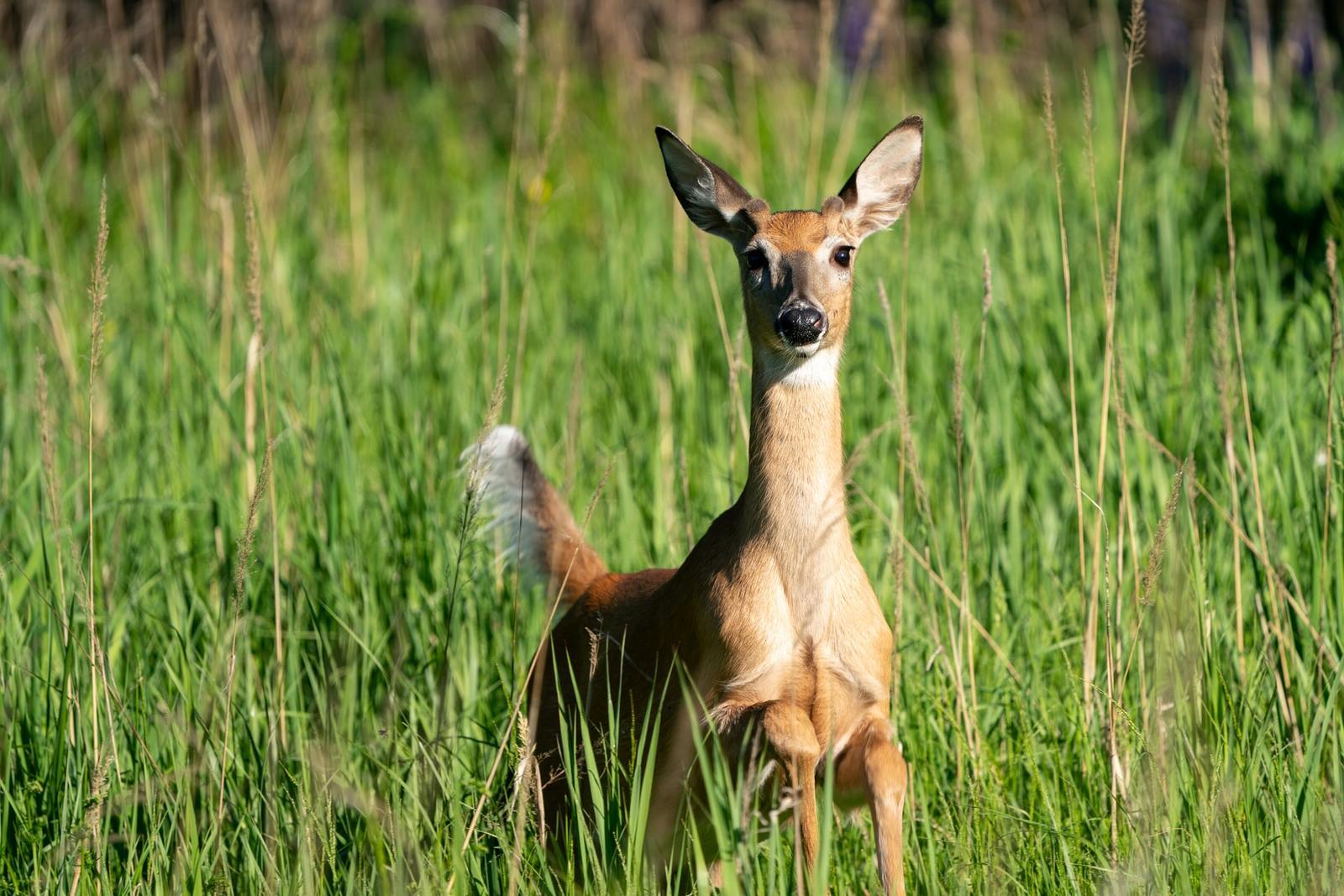 Wild-Wonders-At-Dakota-Zoo8217s-Northern-Plains-Wildlife wild-wonders-at-dakota-zoos-northern-plains-wildlife