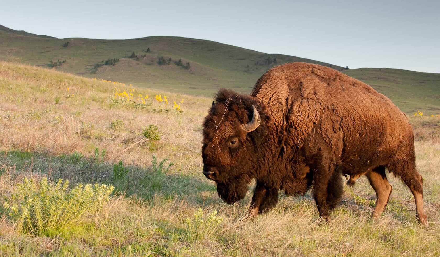 wildlife-wonders-await-at-national-bison-range