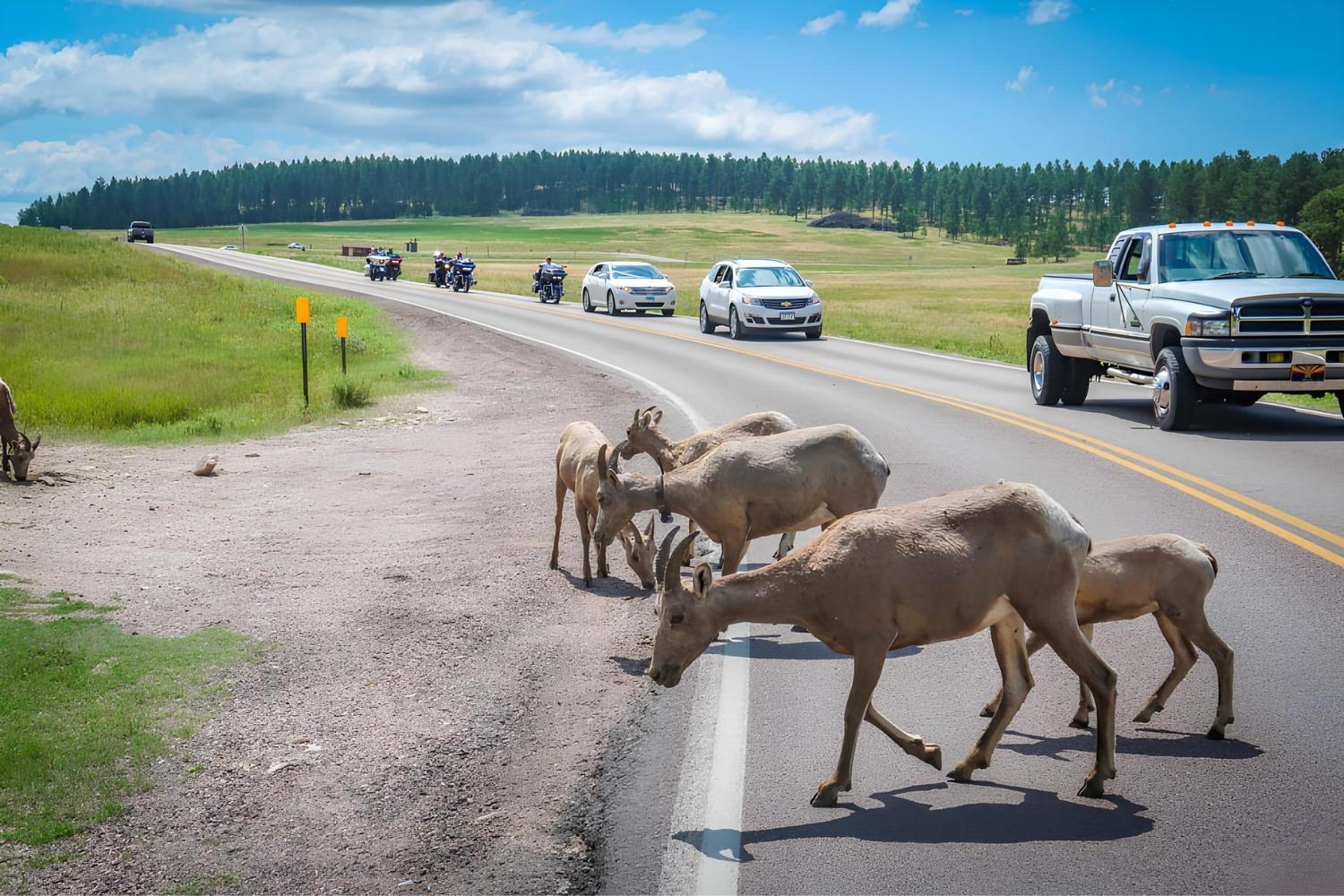 wildlife-wonders-await-on-custer-state-parks-scenic-loop