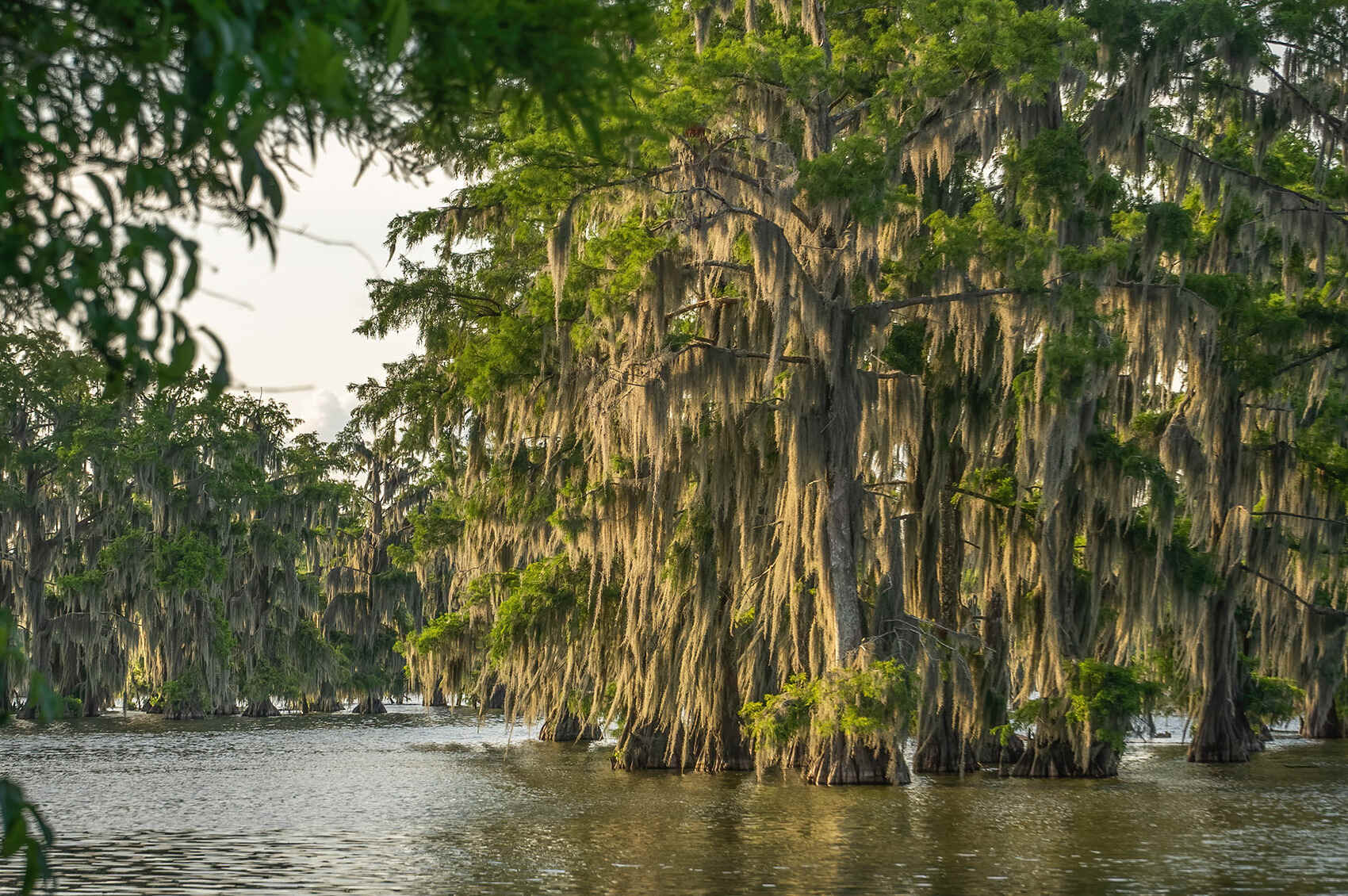 Ancient-Paths-Of-Louisiana8217s-Lake-Martin ancient-paths-of-louisianas-lake-martin