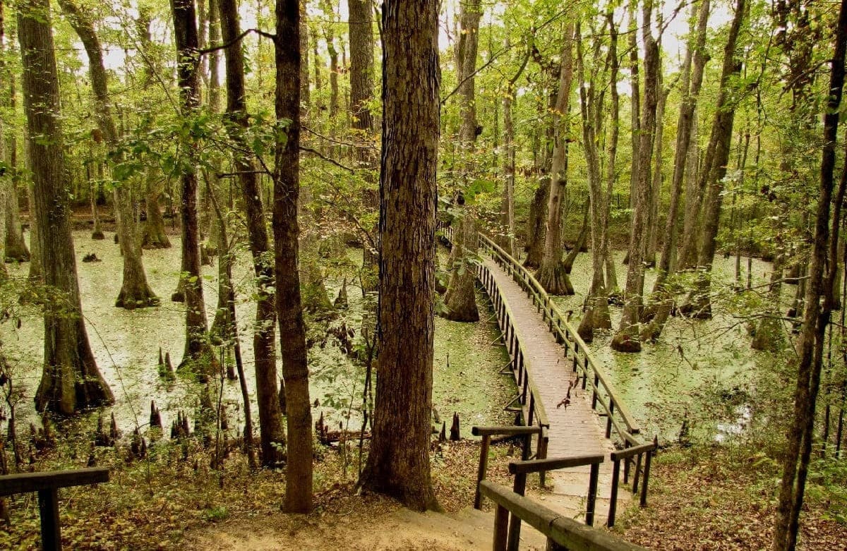 Ancient-Paths-Of-Mississippi8217s-Natchez-Trace ancient-paths-of-mississippis-natchez-trace