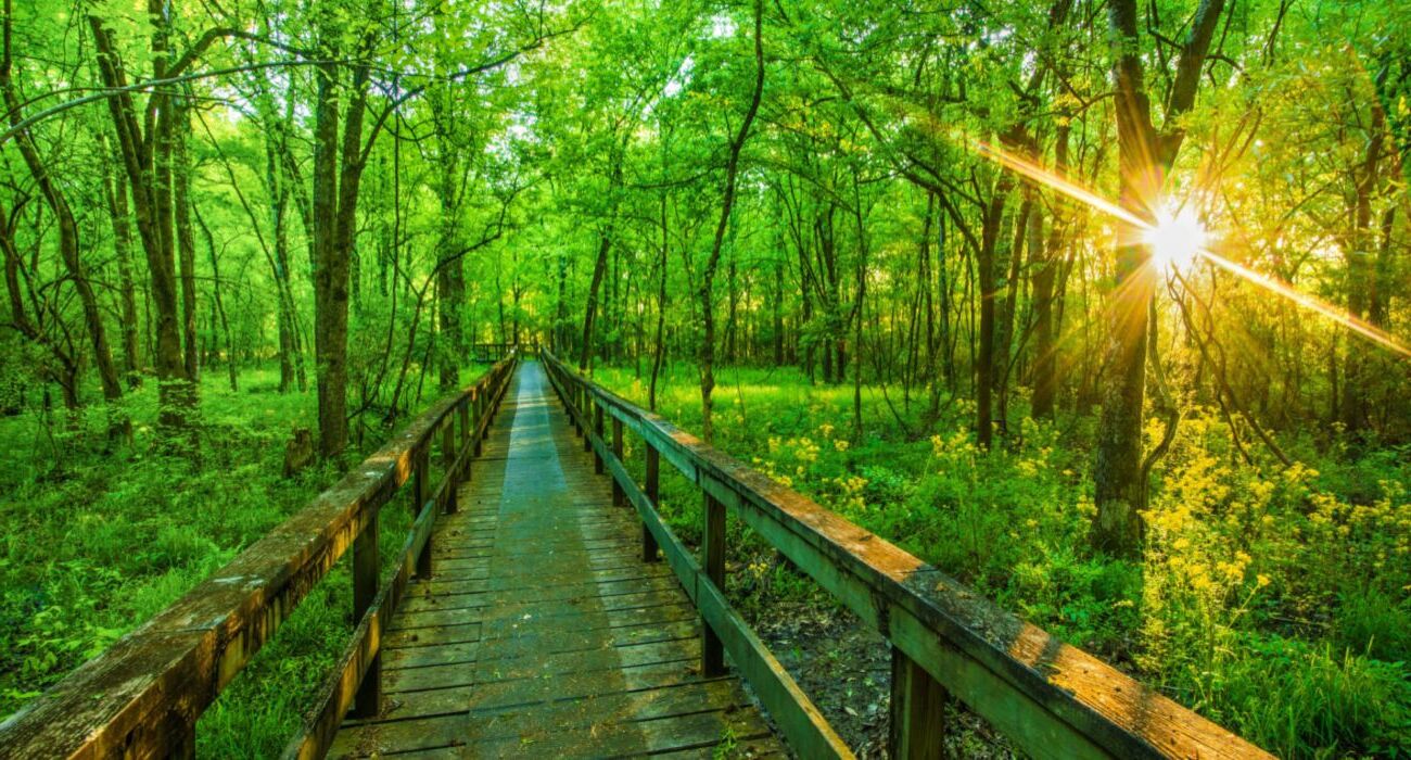 Ancient-Trails-Of-The-Natchez-Trace ancient-trails-of-the-natchez-trace