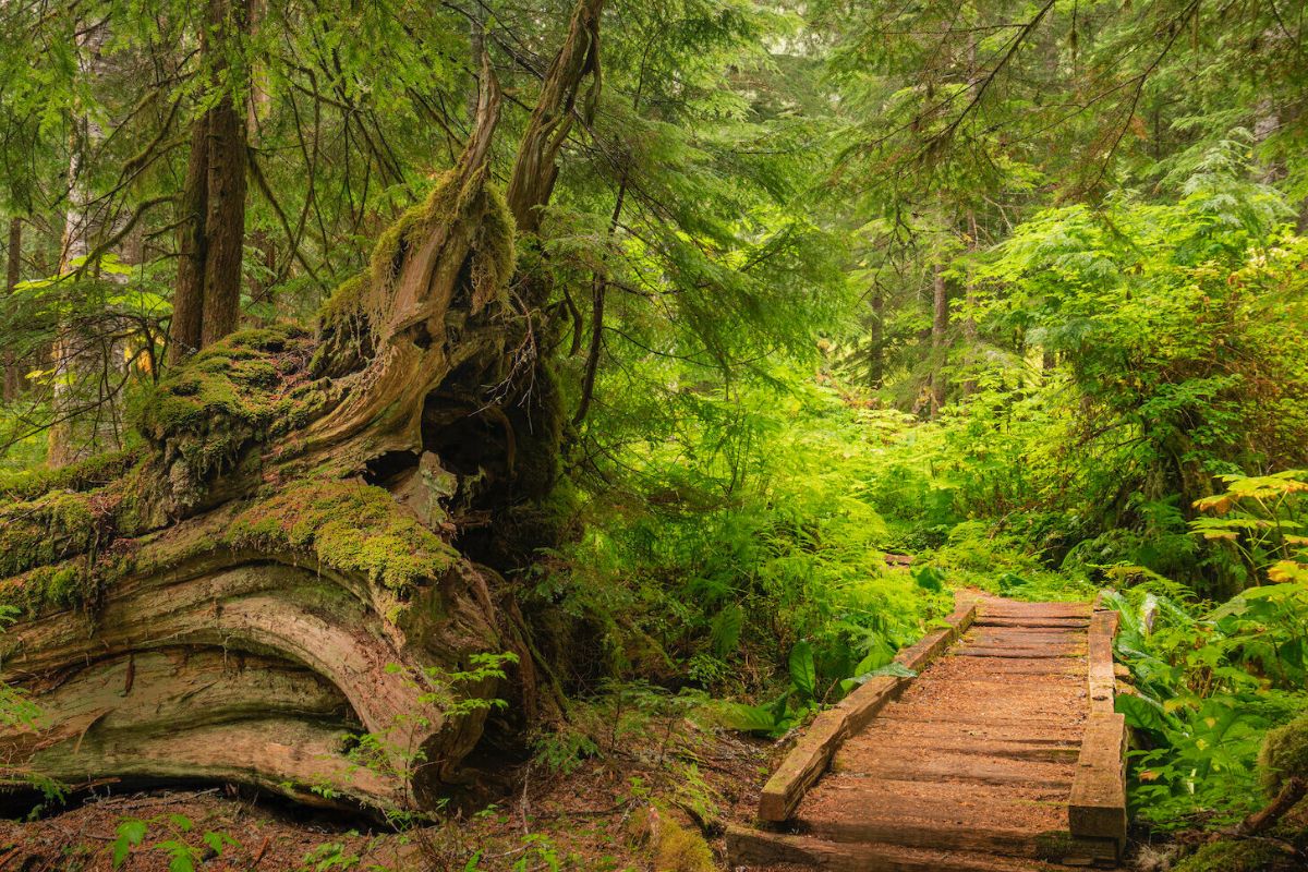 Ancient-Trails-Of-Washington8217s-Cascades ancient-trails-of-washingtons-cascades