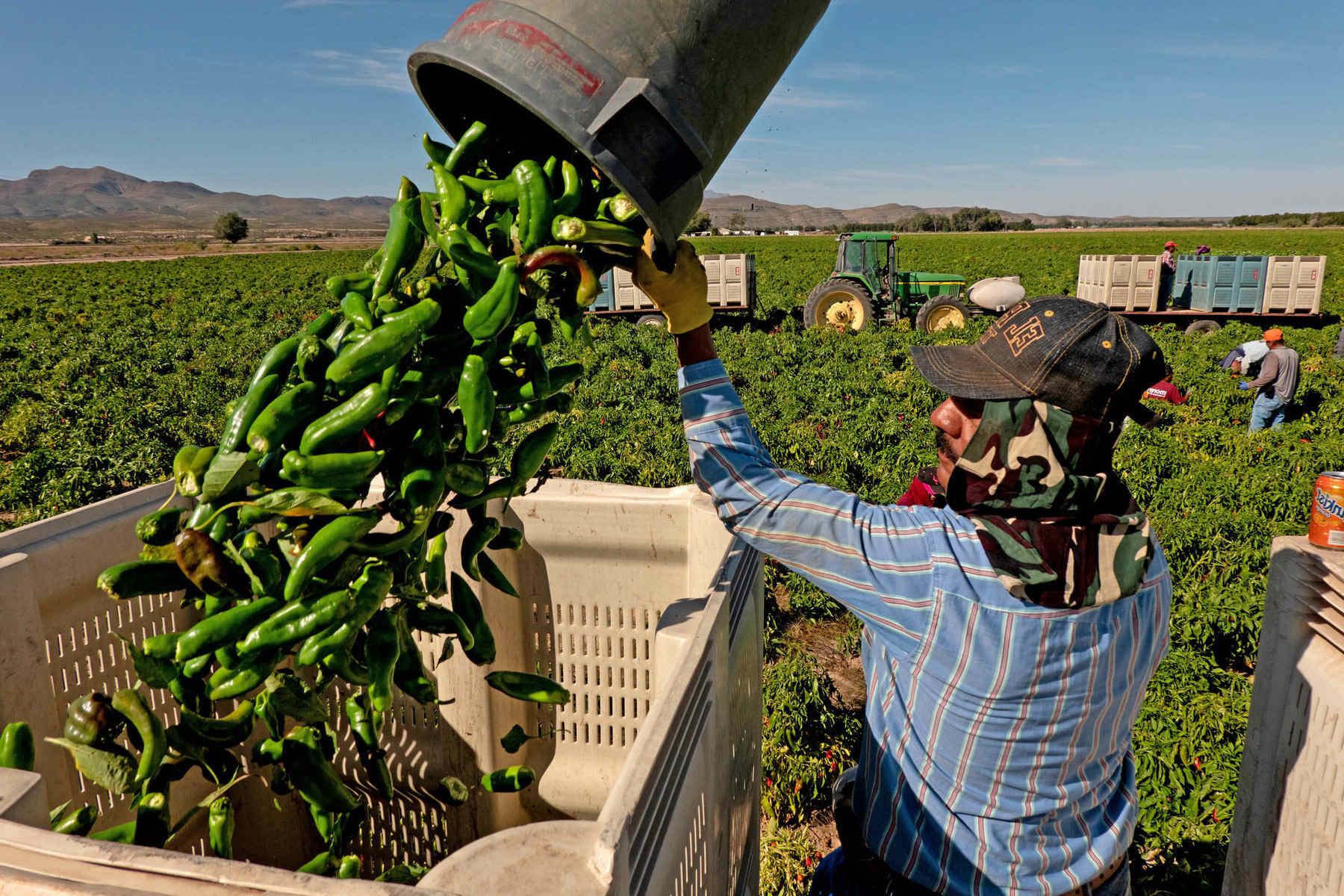 hidden-chile-farms-in-new-mexicos-rio-grande-valley