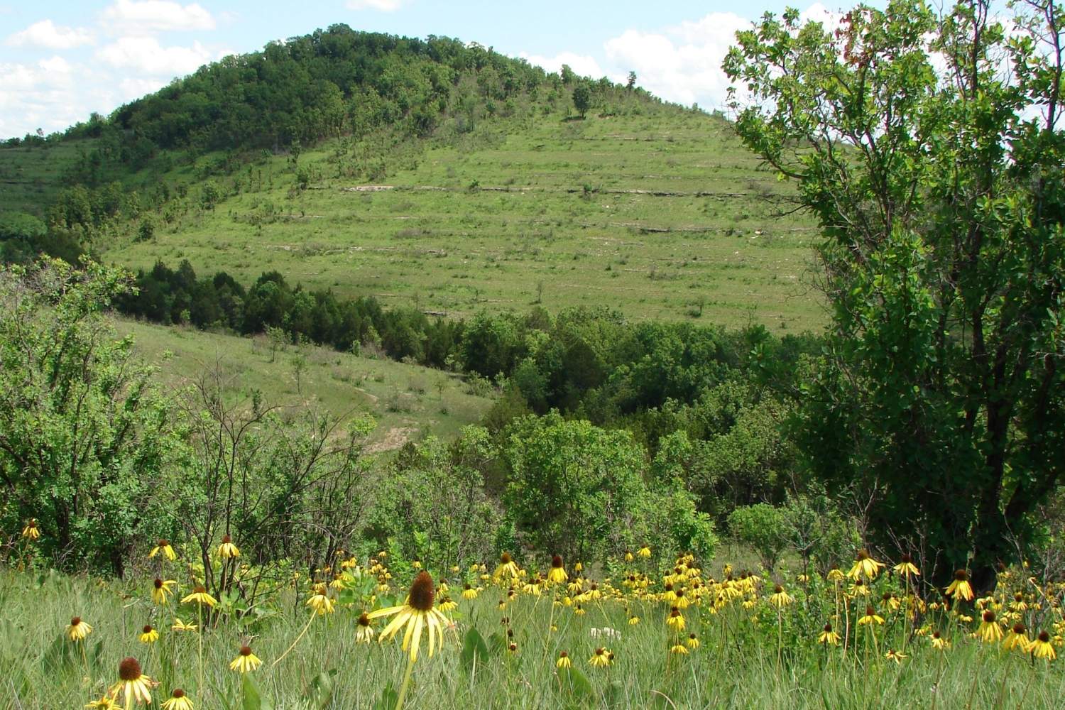 hidden-forest-glades-of-arkansas-ozark