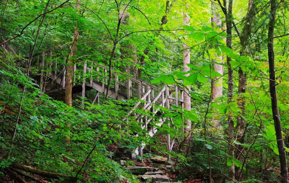Hidden-Forest-Glades-Of-Tennessee8217s-Savage-Gulf hidden-forest-glades-of-tennessees-savage-gulf