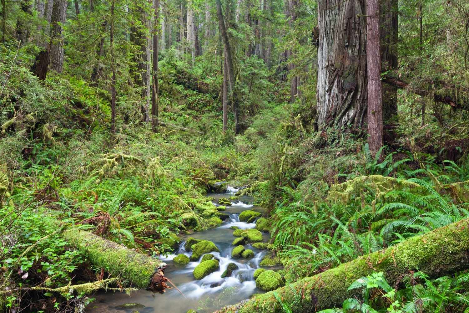 Hidden-Forest-Groves-Of-California8217s-Headwaters hidden-forest-groves-of-californias-headwaters