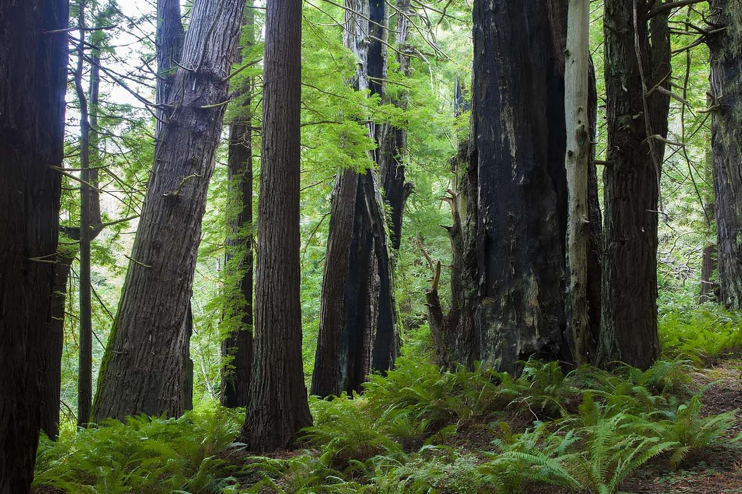 Hidden-Forest-Groves-Of-California8217s-Lost-Coast hidden-forest-groves-of-californias-lost-coast