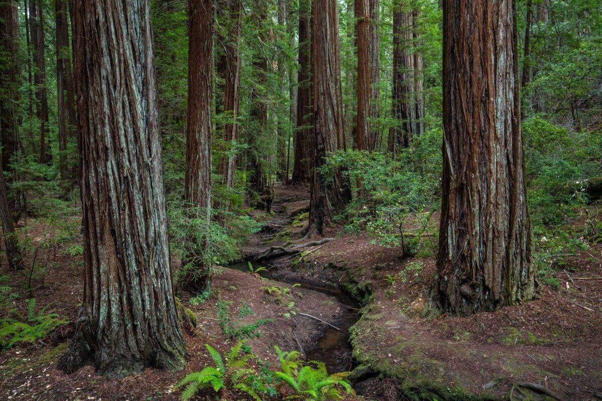 hidden-forest-groves-of-californias-mendocino