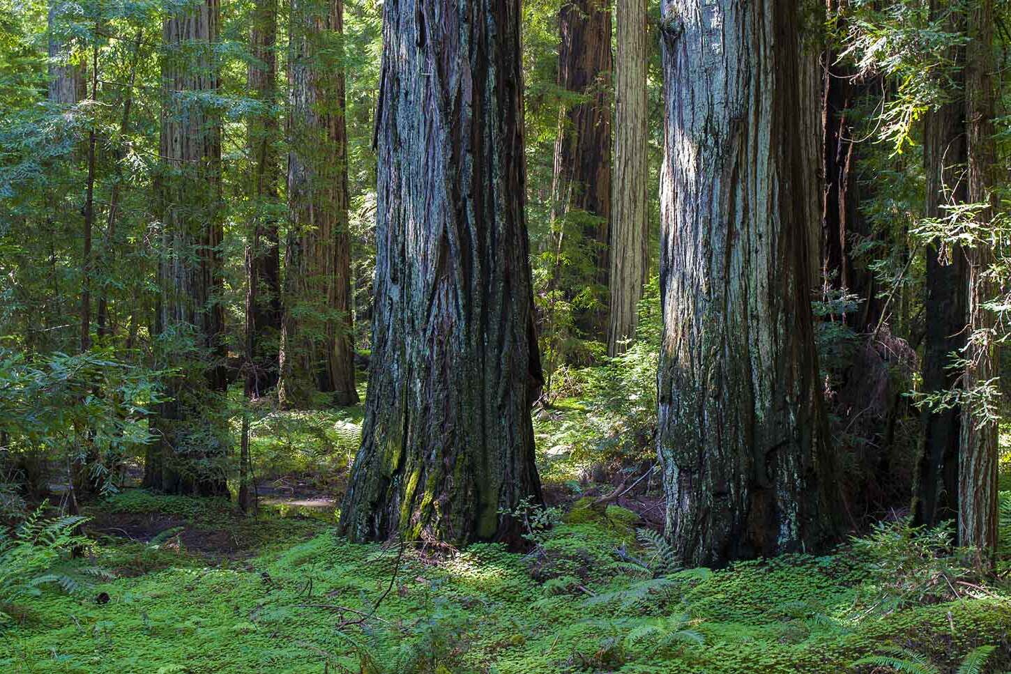 Hidden-Forest-Groves-Of-California8217s-Montgomery hidden-forest-groves-of-californias-montgomery
