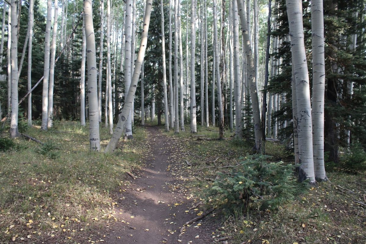 hidden-forest-groves-of-colorados-uncompahgre