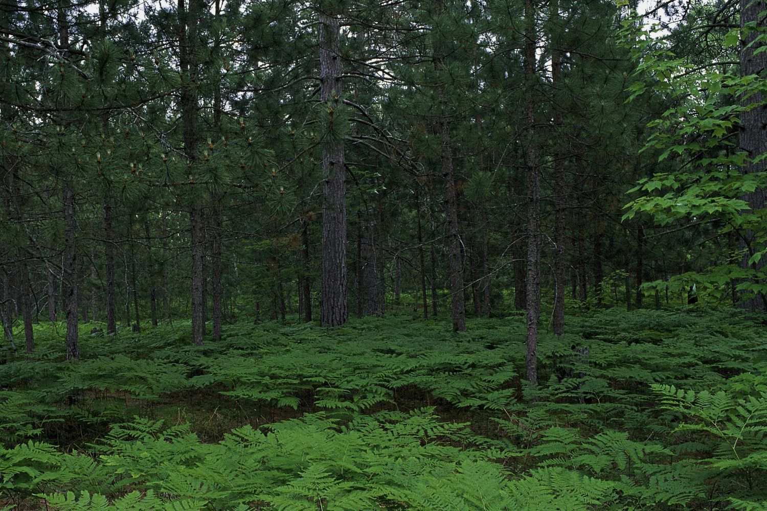 Hidden-Forest-Groves-Of-Michigan8217s-Seney hidden-forest-groves-of-michigans-seney