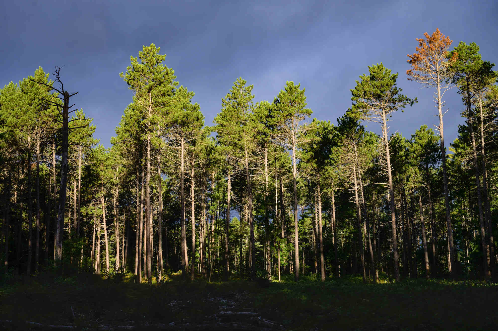 hidden-forest-groves-of-minnesotas-lost-forty