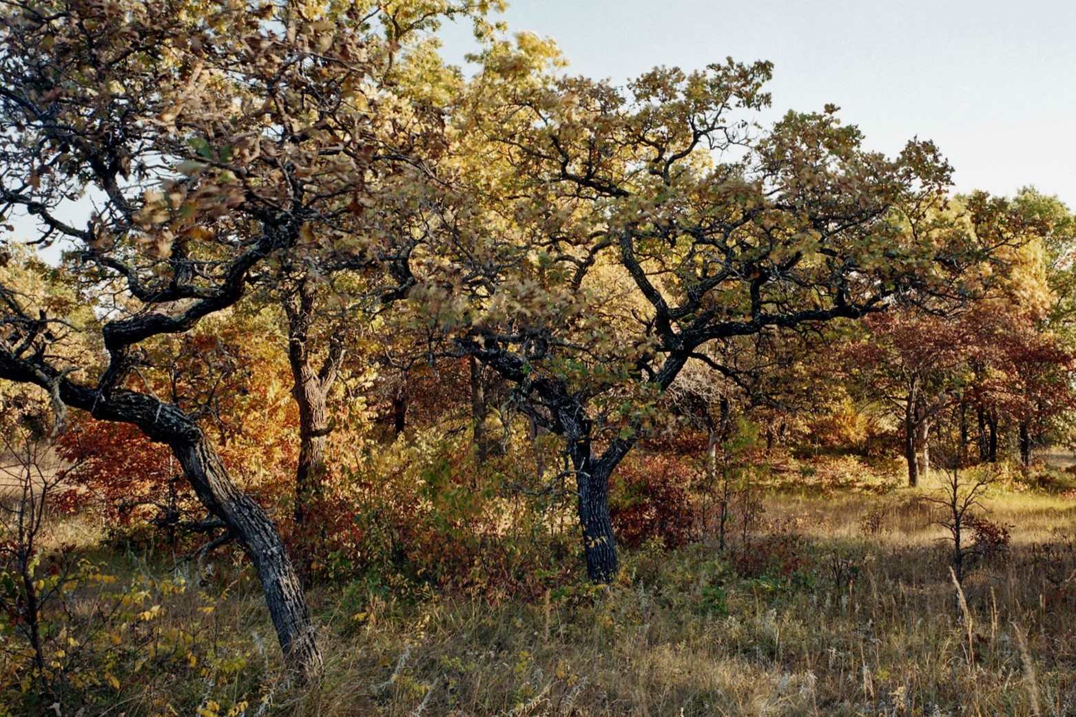 Hidden-Forest-Groves-Of-Minnesota8217s-Savanna hidden-forest-groves-of-minnesotas-savanna
