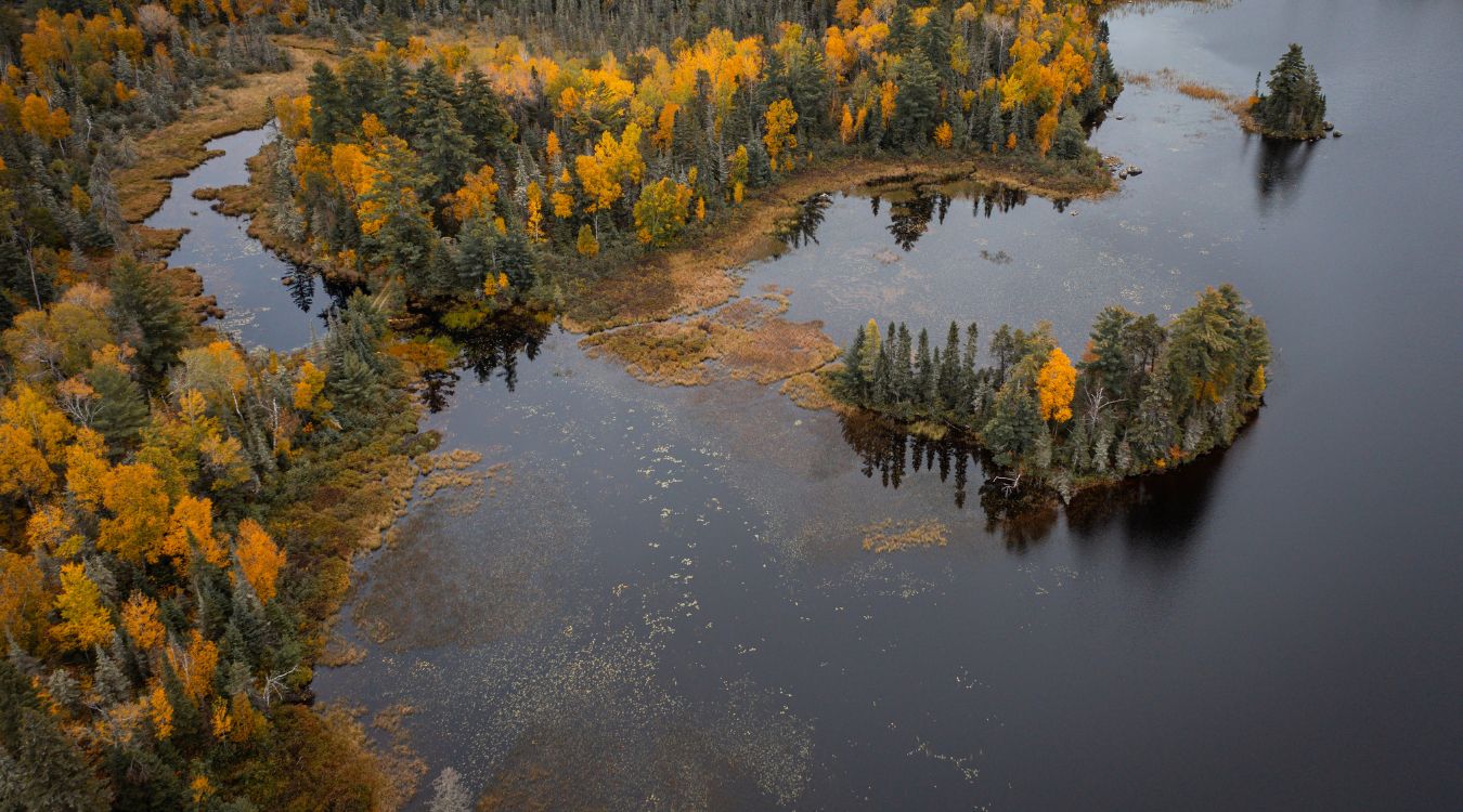 hidden-forest-groves-of-minnesotas-superior-forest