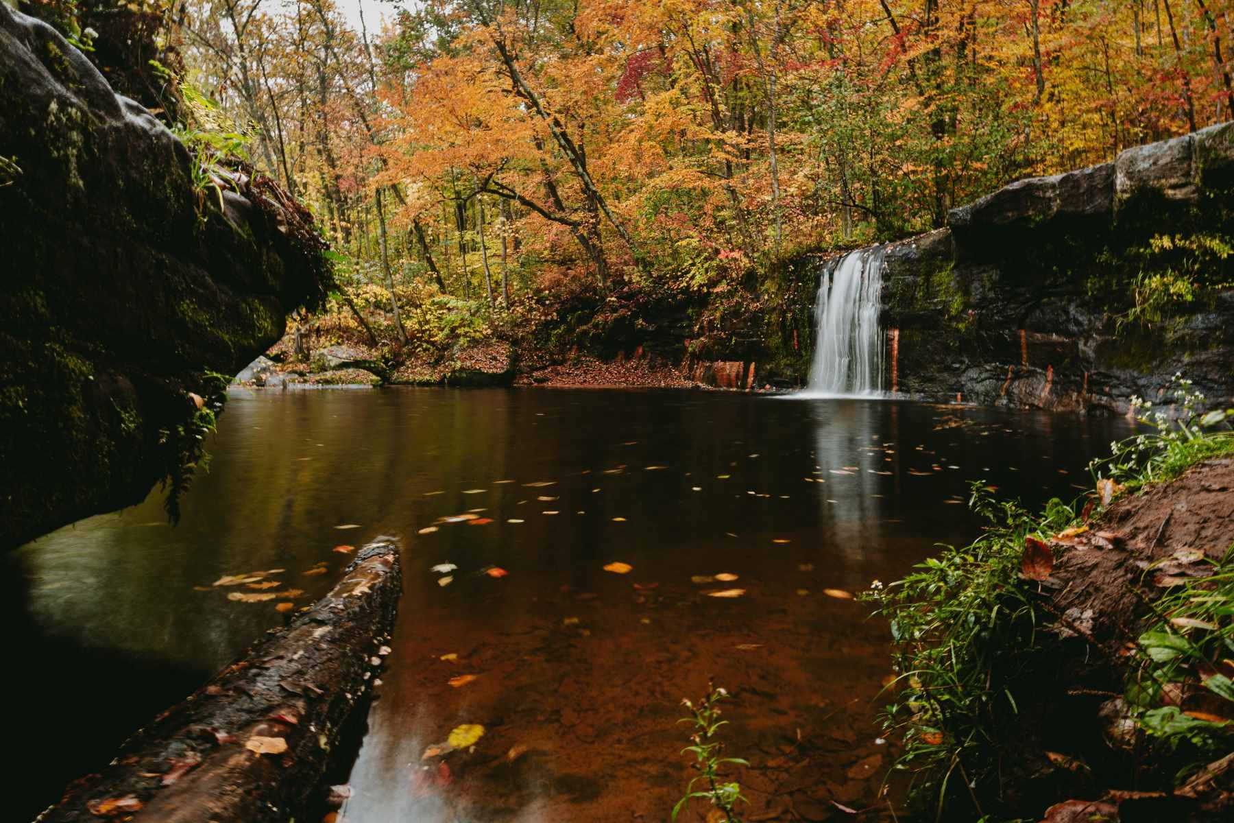 hidden-forest-groves-of-minnesotas-wolf-creek