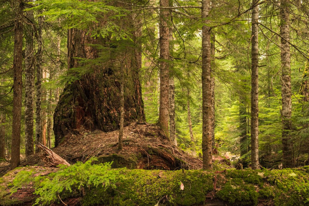 hidden-forest-groves-of-oregons-willamette