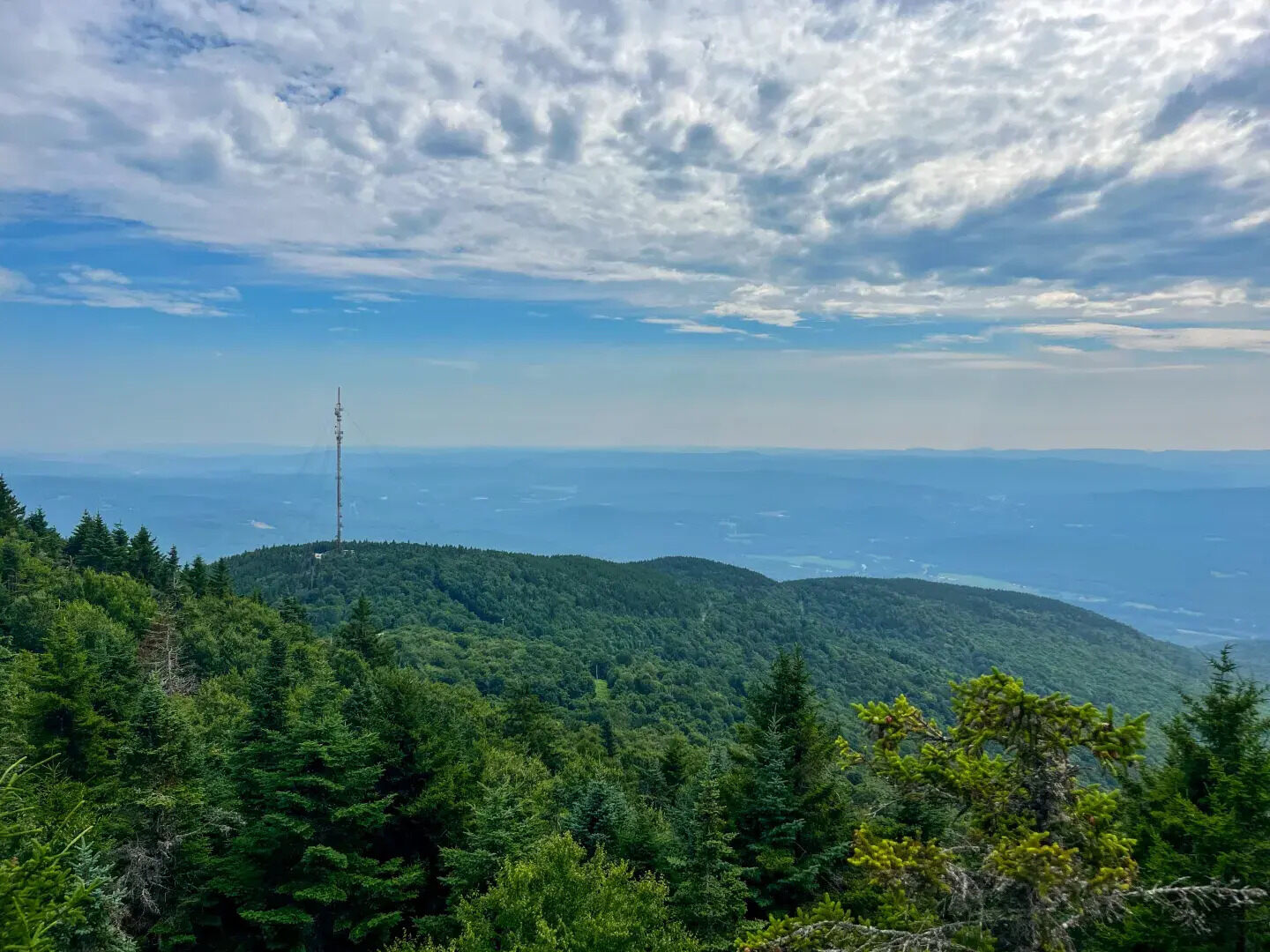 hidden-forest-groves-of-vermonts-mount-ascutney