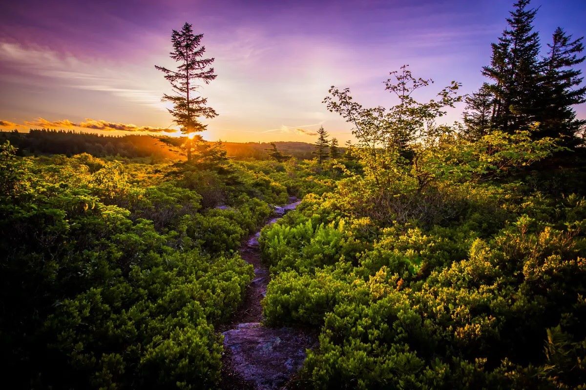 Hidden-Forest-Paths-Of-West-Virginia8217s-Canaan hidden-forest-paths-of-west-virginias-canaan