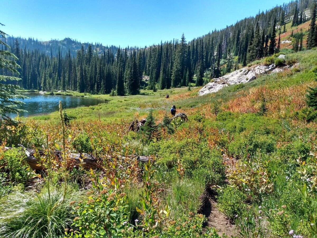 hidden-meadows-of-idahos-selway