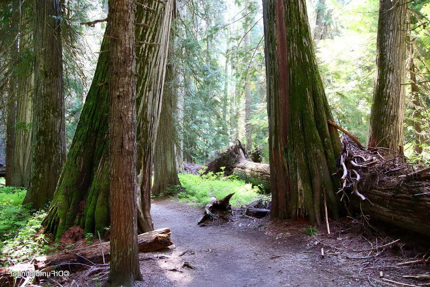 Hidden-Paths-Of-Montana8217s-Ross-Creek-Cedars hidden-paths-of-montanas-ross-creek-cedars
