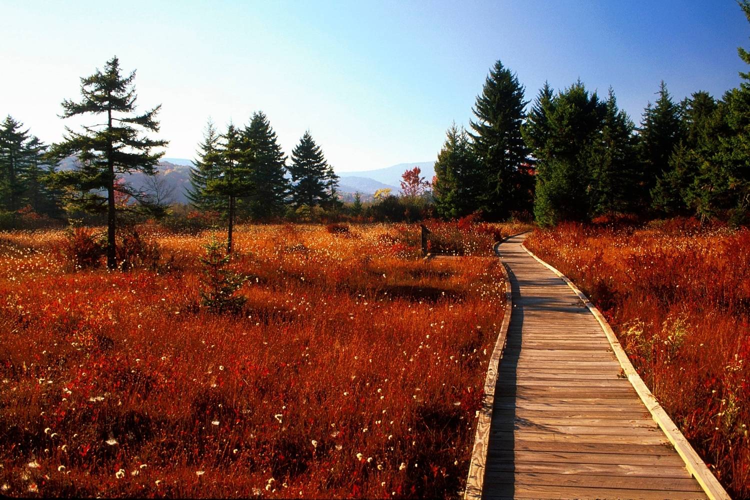 Hidden-Paths-Of-West-Virginia8217s-Cranberry hidden-paths-of-west-virginias-cranberry