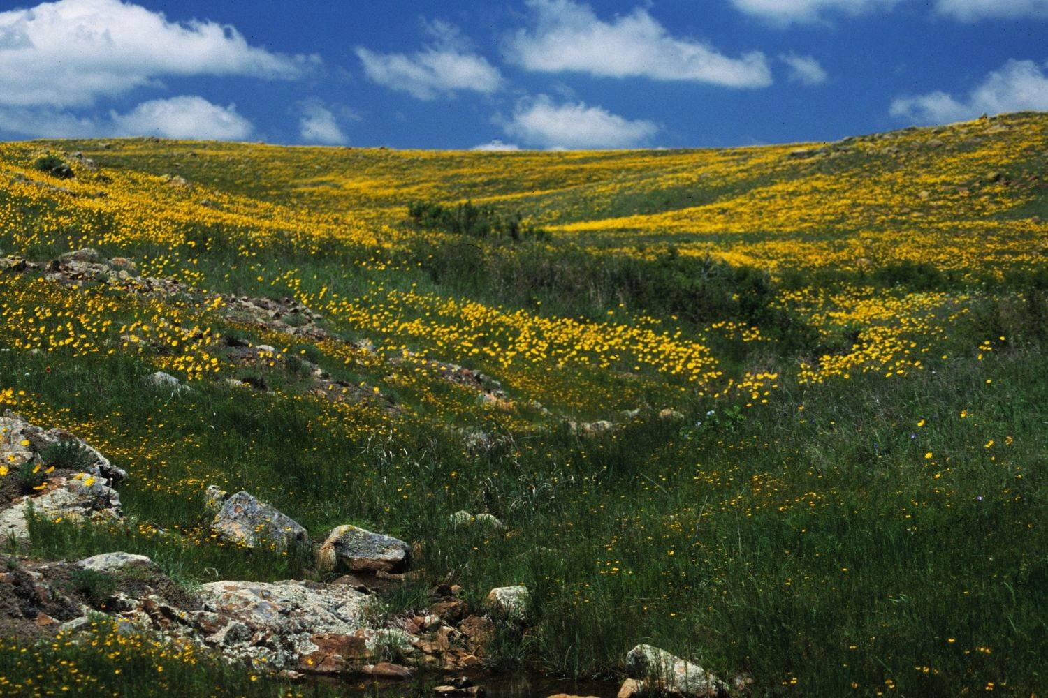 hidden-prairie-flowers-of-oklahomas-wichita