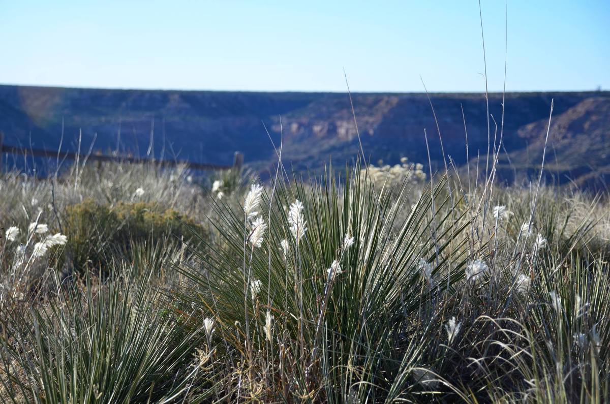 hidden-prairie-paths-of-texas-palo-duro