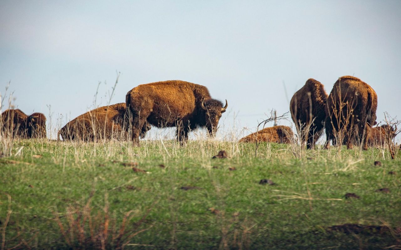hidden-prairie-wetlands-of-iowas-neal-smith