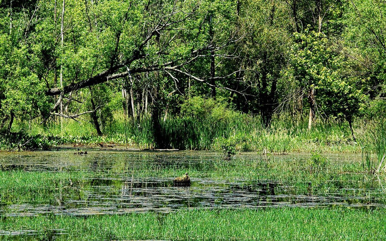Hidden-Prairie-Wetlands-Of-Nebraska8217s-Crescent hidden-prairie-wetlands-of-nebraskas-crescent
