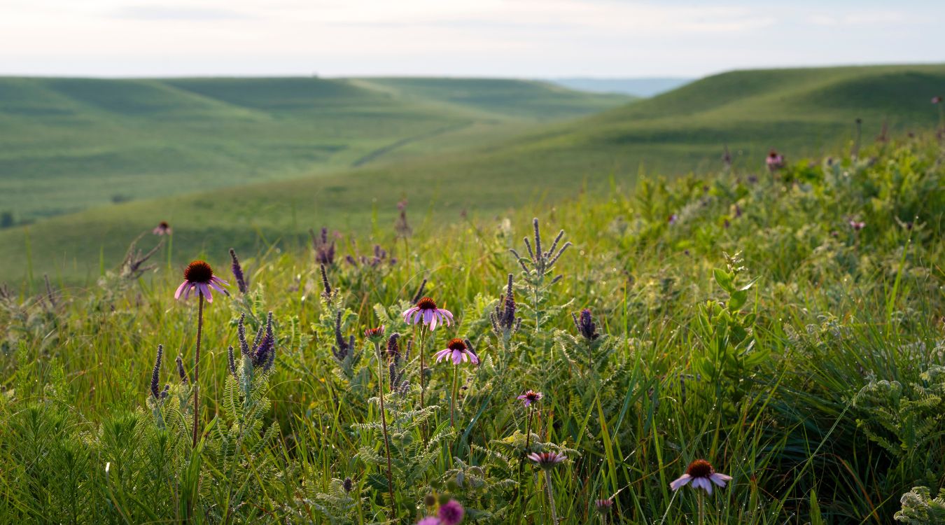Hidden-Prairie-Wildflowers-Of-Kansas8217-Konza hidden-prairie-wildflowers-of-kansas-konza