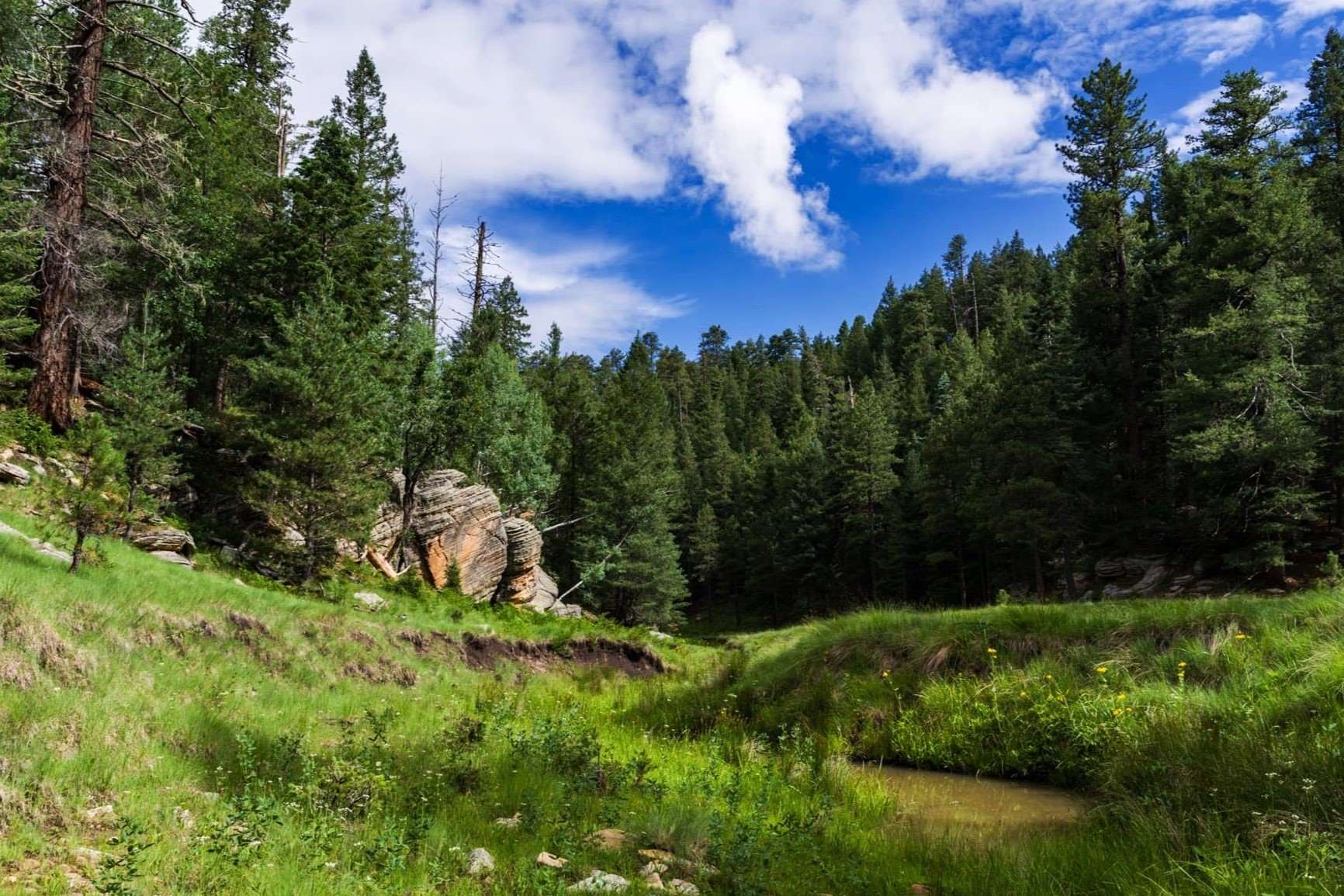 Hidden-Springs-In-Arizona8217s-Coconino-Forest hidden-springs-in-arizonas-coconino-forest