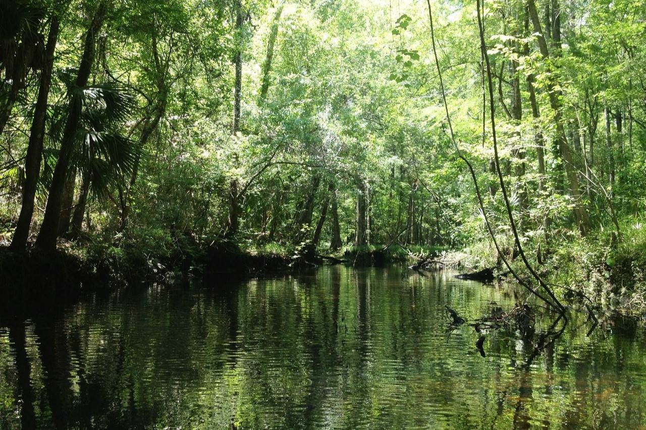 hidden-springs-of-floridas-gulf-hammock