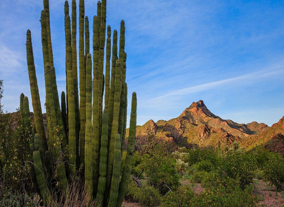 Hidden-Trails-Of-Arizona8217s-Organ-Pipe hidden-trails-of-arizonas-organ-pipe