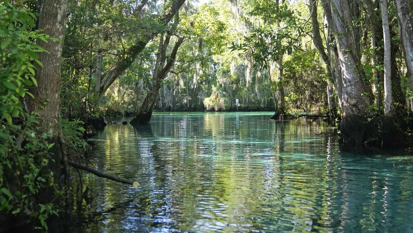 Hidden-Waters-Of-Florida8217s-Green-Swamp hidden-waters-of-floridas-green-swamp