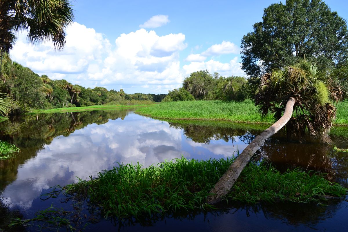 hidden-waters-of-floridas-myakka
