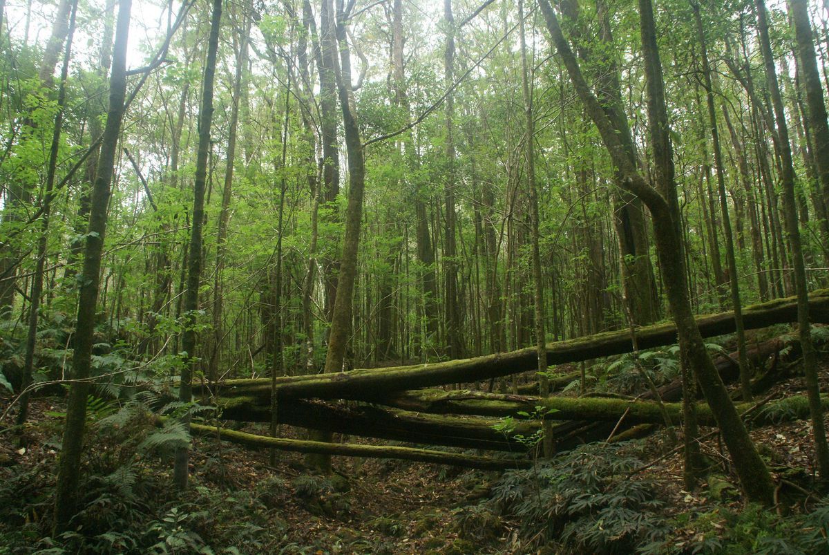 hidden-waters-of-hawaiis-kalopa