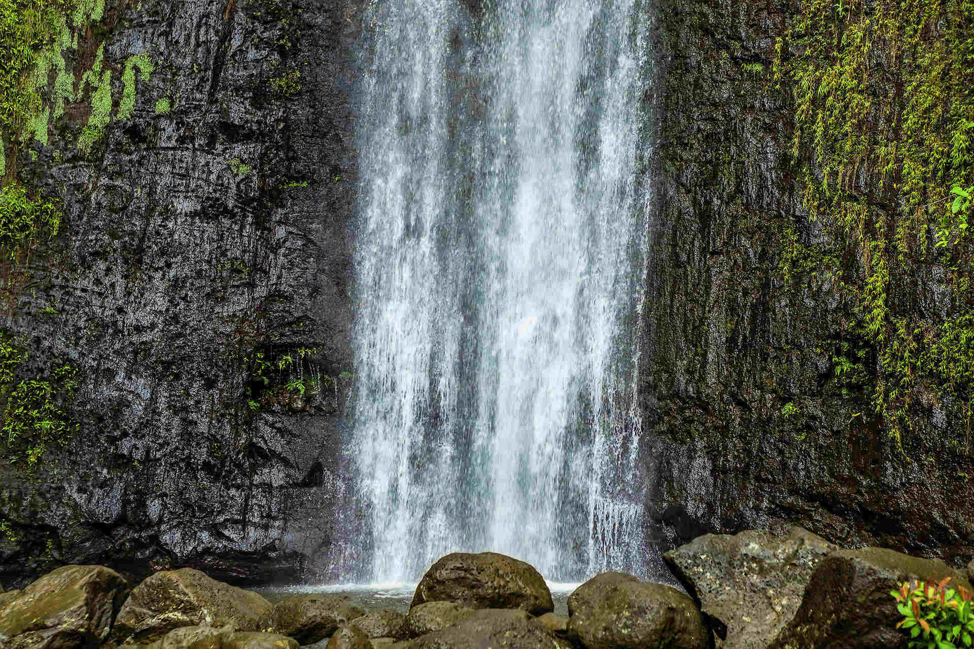 Hidden-Wonders-Of-Hawaii8217s-Manoa-Falls hidden-wonders-of-hawaiis-manoa-falls