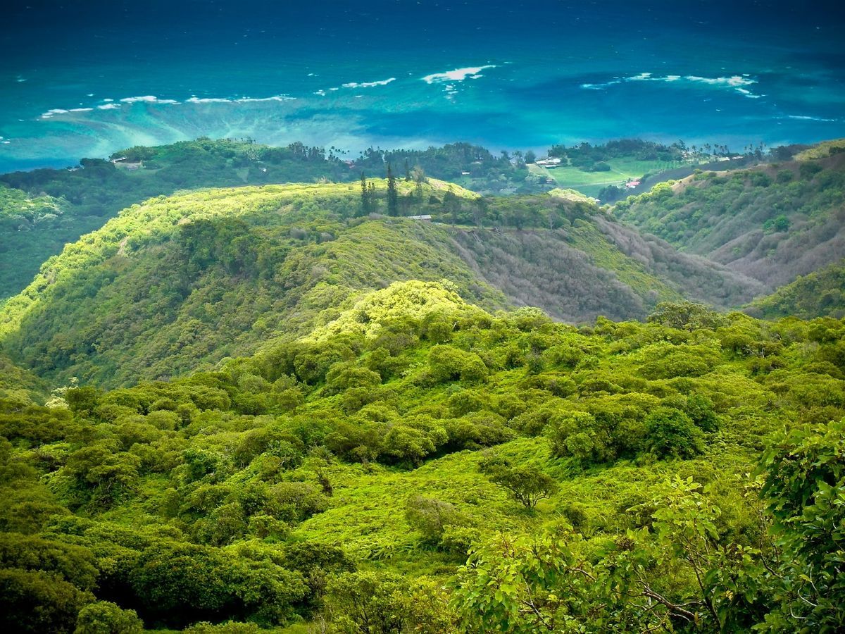 Hidden-Wonders-Of-Hawaii8217s-Molokai-Forest hidden-wonders-of-hawaiis-molokai-forest